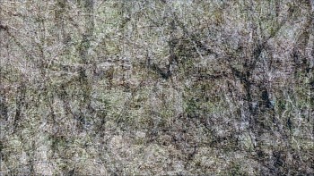 Penny Olson - Burn 7235 (Spring)