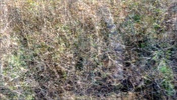 Penny Olson - Burn 4-22-.22 (Spring)