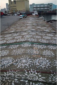 Junko Maruyama -&nbsp;Hanaokuri