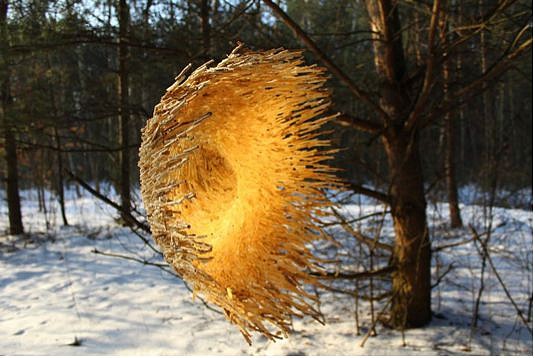 Miroslaw Maszlanka
Wooden stained glass windows, 2017
Beech chips in Jatne, Poland