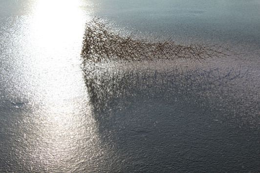 Miroslaw Maszlanka
Illuminations, 2019
Grass, wax in Marwica, Poland