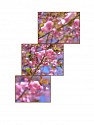 Paul Graham, Cherry Blossom, New Jersey
2021, photograph