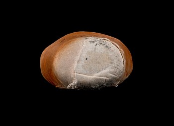 Rhona Bitner -&nbsp;41/2.X+.MC